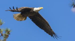 COLUMN: Bald eagles have fascinating story in United States history